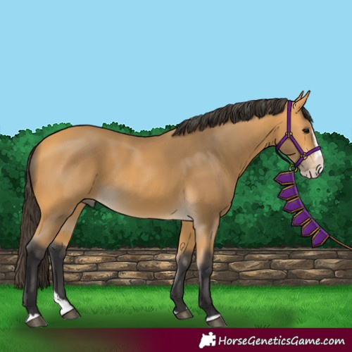Horse Color:Buckskin Splash