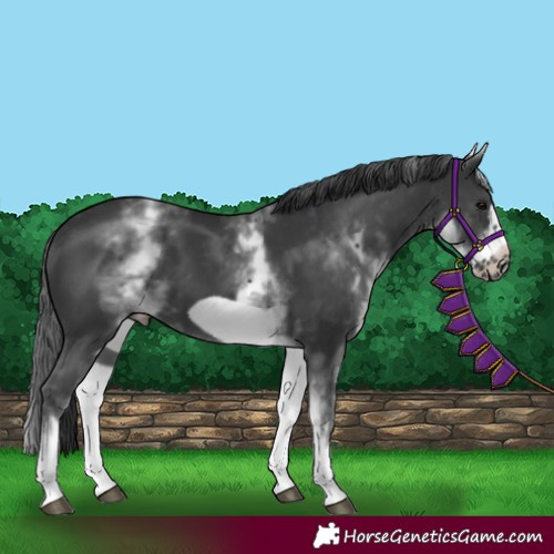 Horse Color:White Spotted Black Frame