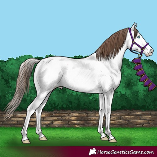 Horse Color:Bay Roan Splash Frame Appaloosa
