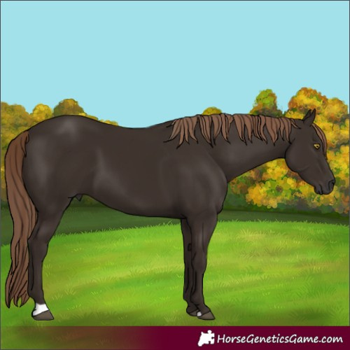 Horse Color:Liver Chestnut