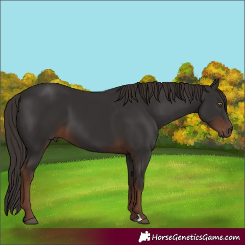 Horse Color:Liver Chestnut