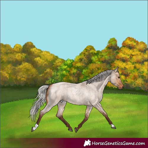 Horse Color:Silver Bay Roan Dun Rabicano