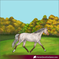 Horse Color:Silver Bay Roan Dun Rabicano 