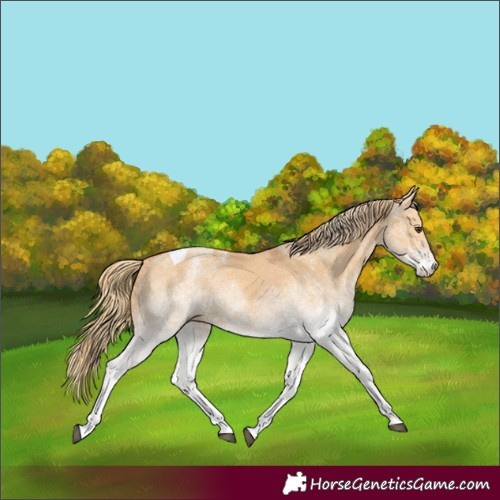 Horse Color:White Spotted Red Dun Tobiano