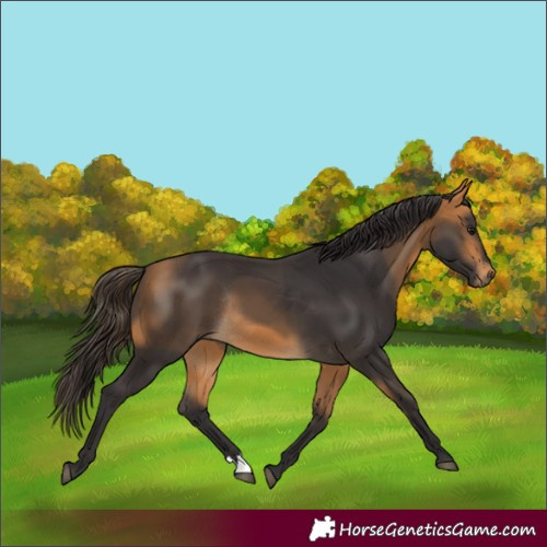 Horse Color:Buckskin Rabicano 