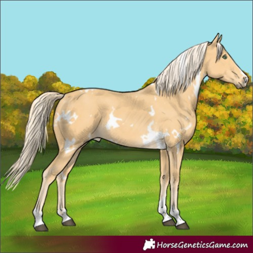 Horse Color:White Spotted Palomino 