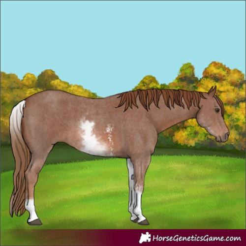 Horse Color:Unknown 