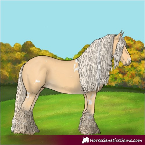 Horse Color:White Spotted Palomino 