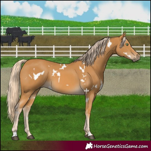 Horse Color:White Spotted Palomino
