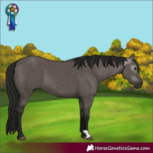Horse Color:Gray Grullo