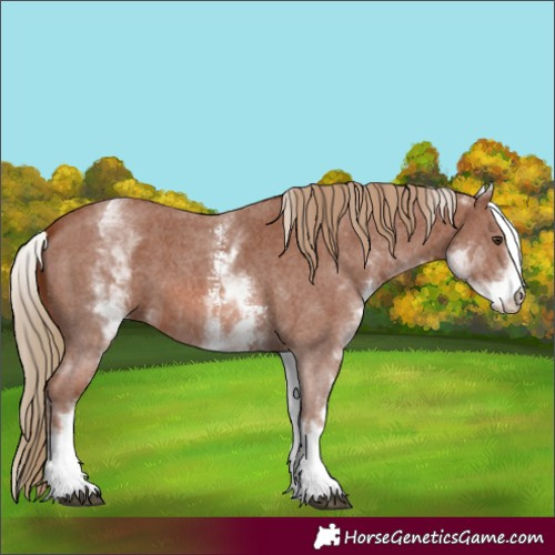 Horse Color:White Spotted Chestnut Sabino 