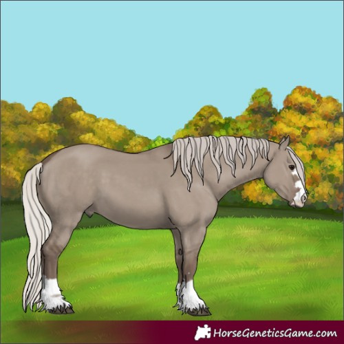 Horse Color:Silver Grullo 