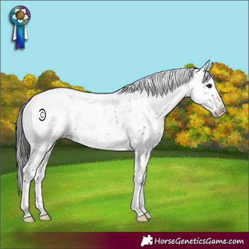 Horse Color:Black Sabino Appaloosa 