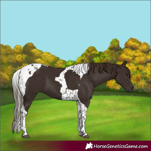 Horse Color:Liver Chestnut Tobiano