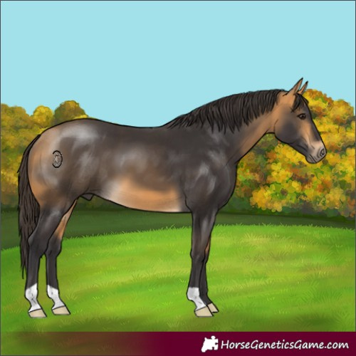 Horse Color:Buckskin 