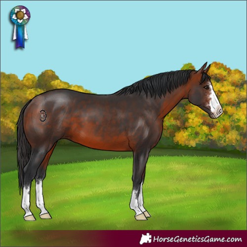 Horse Color:Bay 