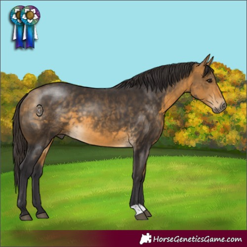 Horse Color:Buckskin 
