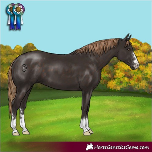 Horse Color:Liver Chestnut 