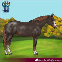 Horse Color:Liver Chestnut 