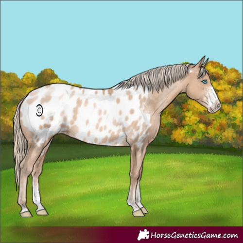 Horse Color:Chocolate Palomino Pearl Sabino Appaloosa
