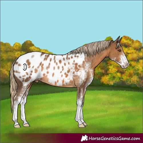 Horse Color:Chocolate Palomino Sabino Appaloosa 