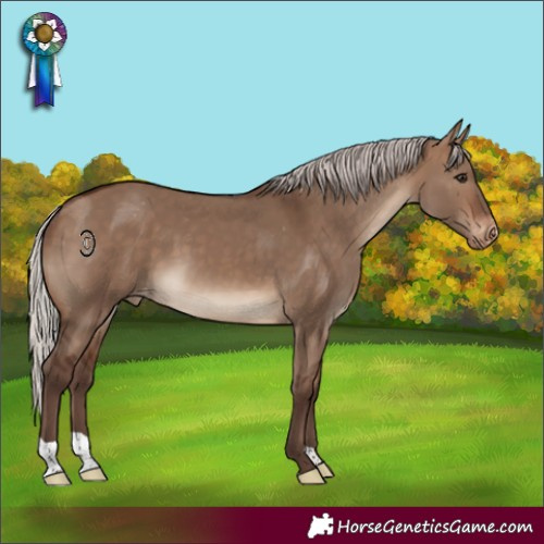 Horse Color:Silver Brown Dun Appaloosa 
