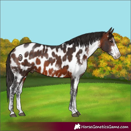 Horse Color:Brown Sabino Appaloosa Rabicano 