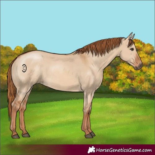 Horse Color:Red Dun