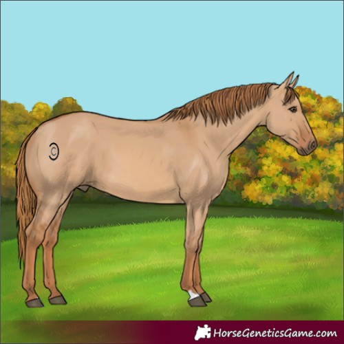 Horse Color:Red Dun 