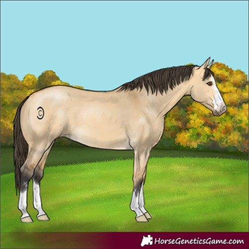 Horse Color:Buckskin Dun