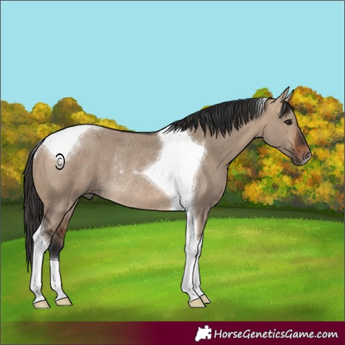 Horse Color:Bay Dun Tobiano Rabicano 