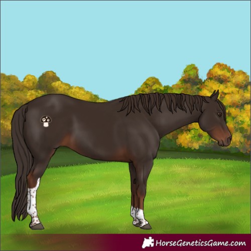 Horse Color:Liver Chestnut Tobiano