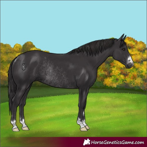 Horse Color:Smoky Black Rabicano 