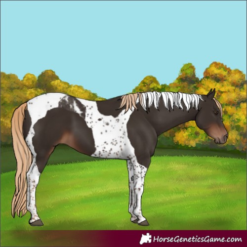 Horse Color:Liver Chestnut Tobiano