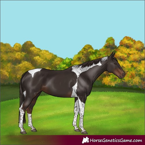 Horse Color:Liver Chestnut Tobiano 