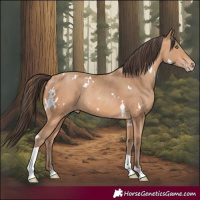 Horse Color:White Spotted Amber Champagne Tobiano
