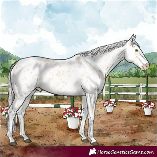 Horse Color:Palomino Appaloosa 