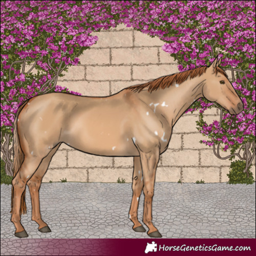 Horse Color:White Spotted Red Dun