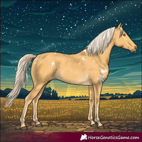 Horse Color:White Spotted Palomino 
