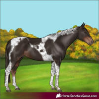Horse Color:Liver Chestnut Tobiano