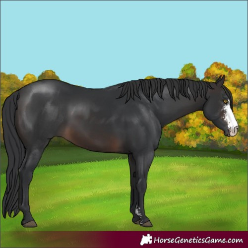 Horse Color:Brown Sabino Rabicano