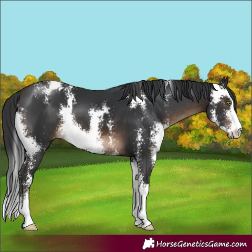 Horse Color:Brown Sabino