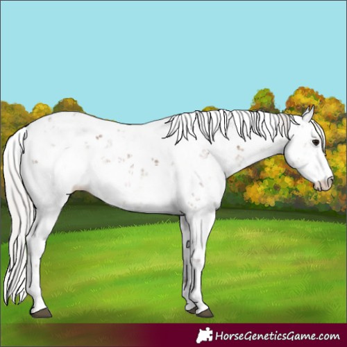 Horse Color:Silver Black Sabino Blanket