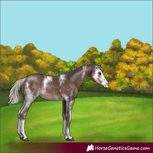 Horse Color:Silver Black Sabino Rabicano 