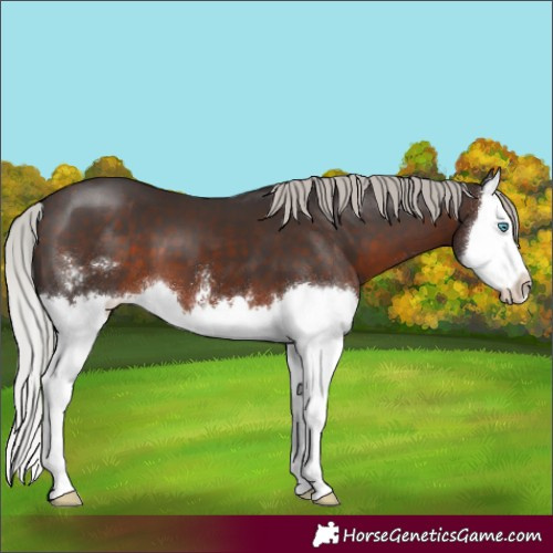 Horse Color:Silver Brown Sabino Splash