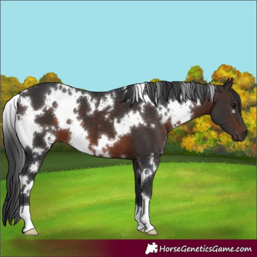 Horse Color:White Spotted Brown