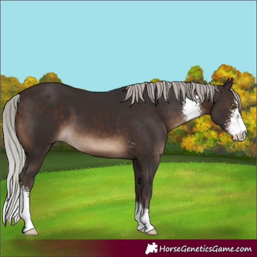 Horse Color:Silver Brown Sabino