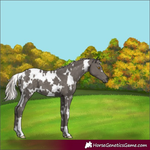 Horse Color:White Spotted Silver Black 