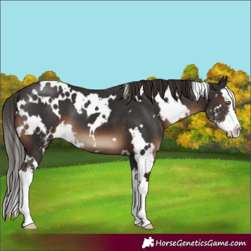 Horse Color:White Spotted Liver Chestnut Sabino Splash