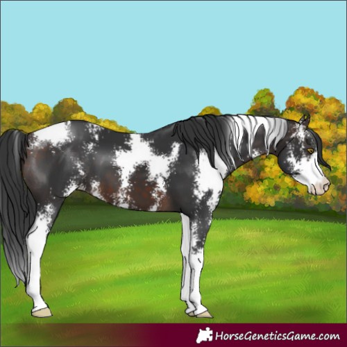 Horse Color:Brown Sabino